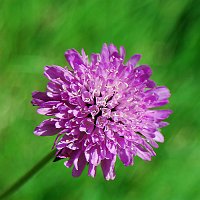 11 -Knautia Arvensis